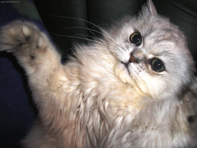 Foto: kočičí hrátky