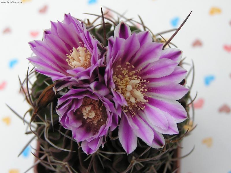 Foto: jaro-květy kaktusu