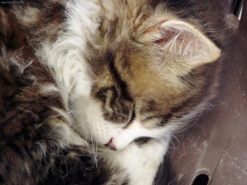 Foto: já spííím-moje míca