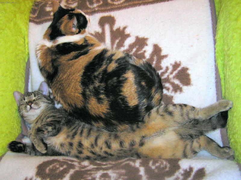 Foto: Jauvajs...posuň se kousek...!-Tygřík a Čičulína