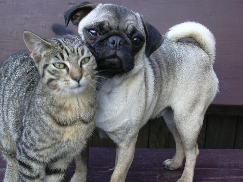 Foto: Když dva se rádi mají.....-přátelé