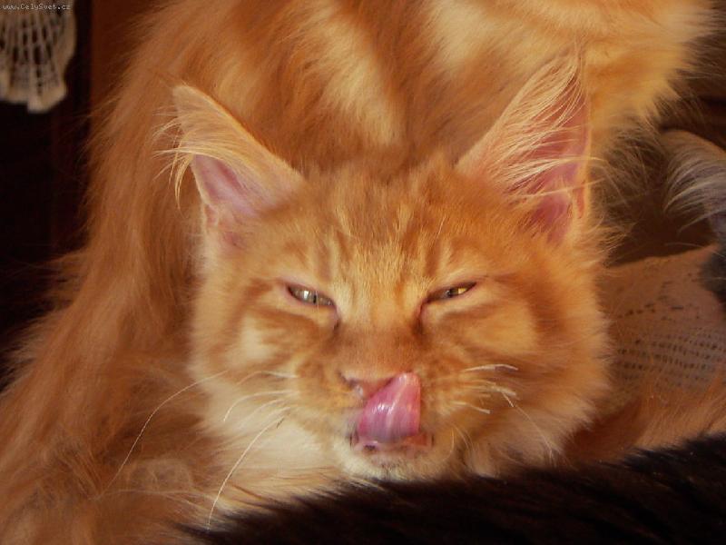 Foto: ...furt bysem něco jed´...-Kotě MCO Engin By My Side*CZpřemýšlí nad smyslem života....a našel ho!!!