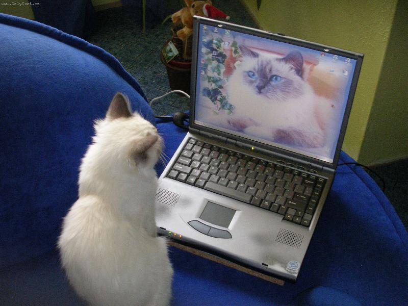 Foto: kočky a vzdělávání