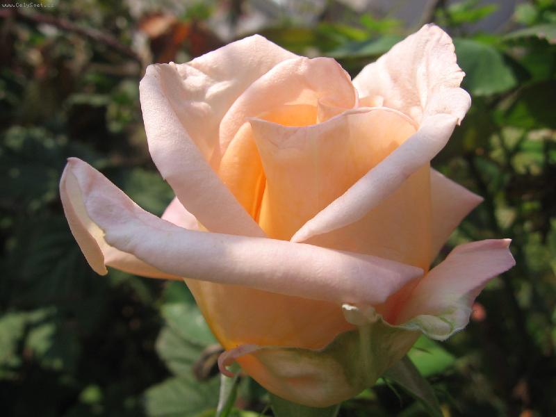 Foto: Růže ze zahrady