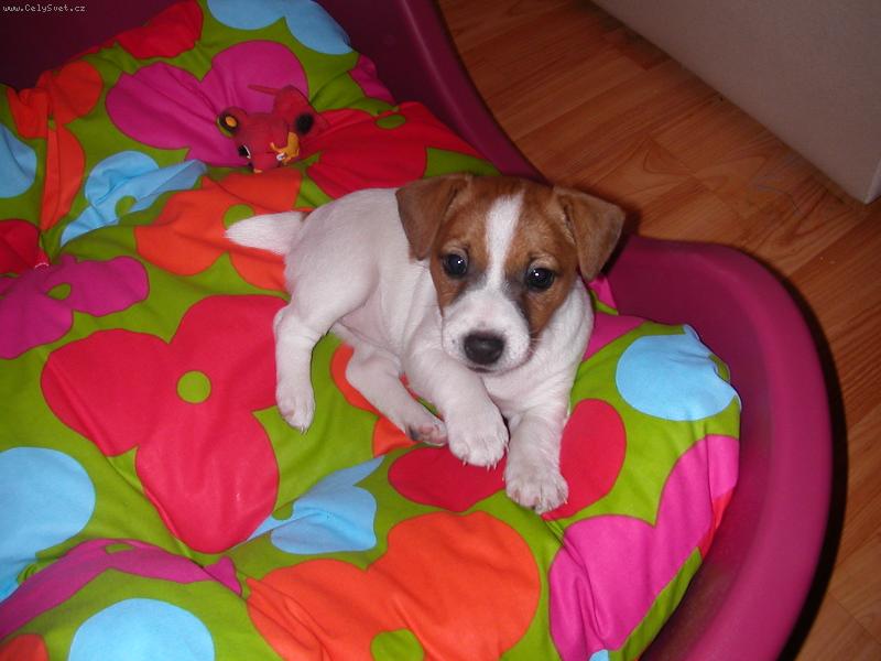 Foto: Mia poprvé doma-Ve svém pelíšku