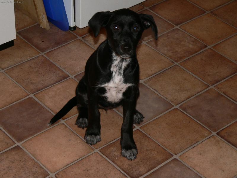 Foto: Ice tea-Moje 3.měsíční kříženka labradora s ohařem Ice tea =)