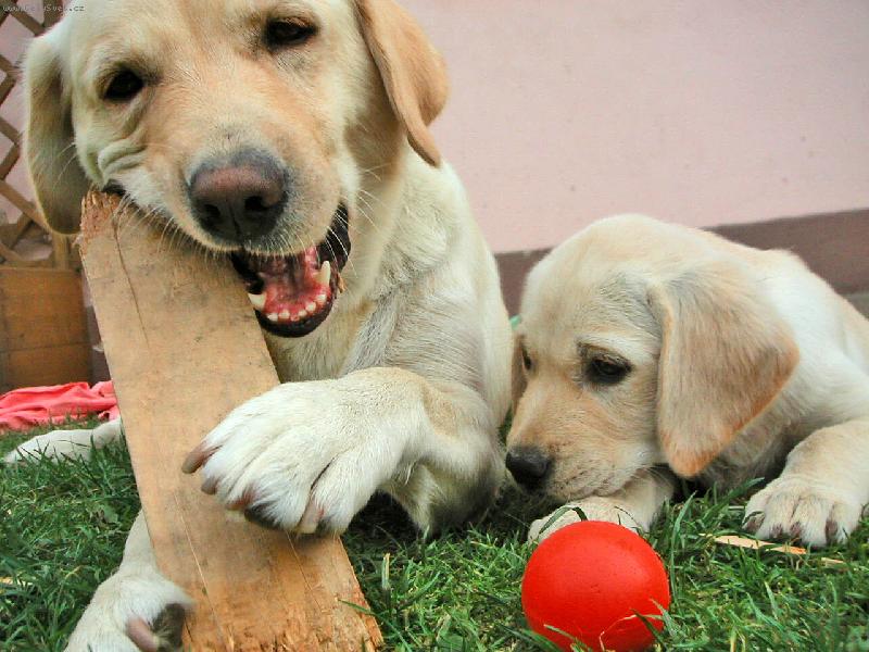 Foto: Psí mamina Česí-..uč se mimino,jen se uč...
