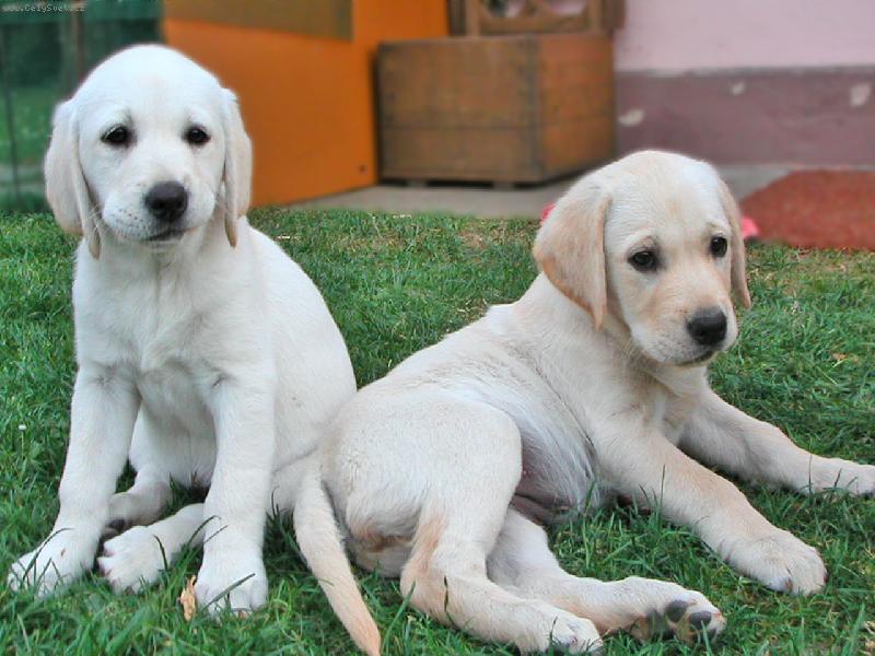 Foto: Psí sourozenci-...tak kdo je hezčííí?