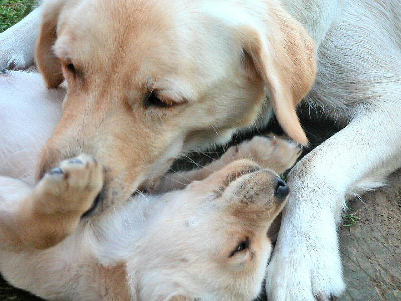 Foto: Česí a malý štěnák-...doba hraní...