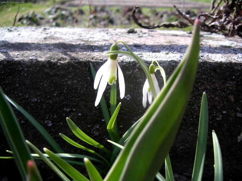 Foto: jarní radost