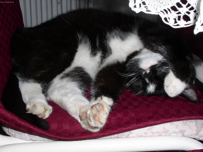 Foto: Únava-Nechte mě spát