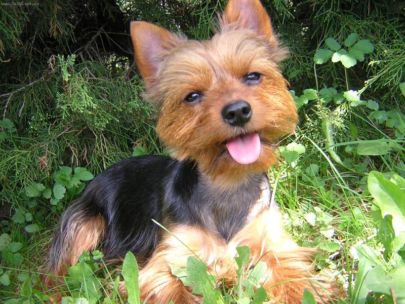 Foto: Rusavská odysea-Jedná se o momentku mého psa, zachycenou v chatové oblasti na Rusavě.