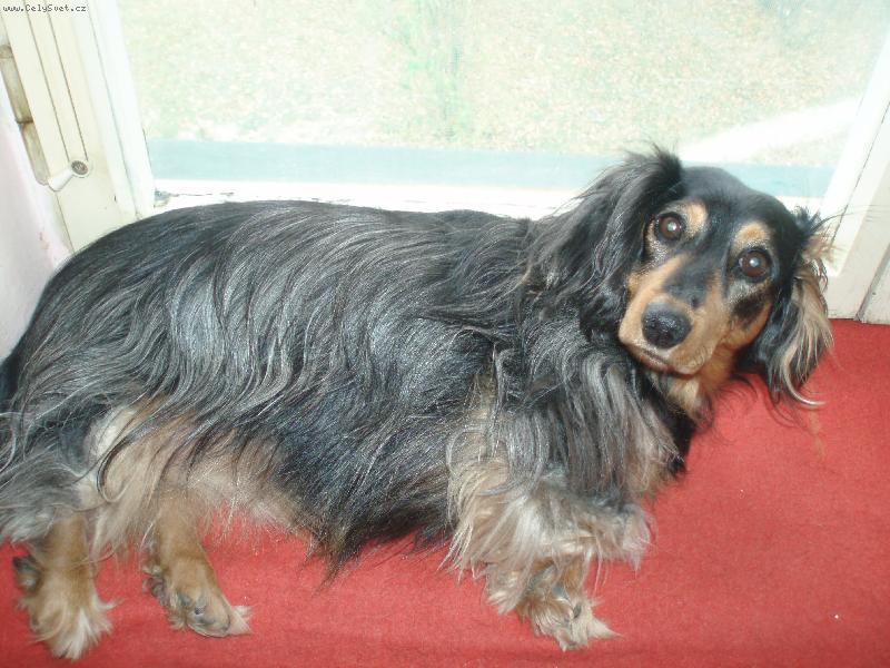 Foto: Leháro na okně-To mě musíte kvůli fotce budit!!!!!!