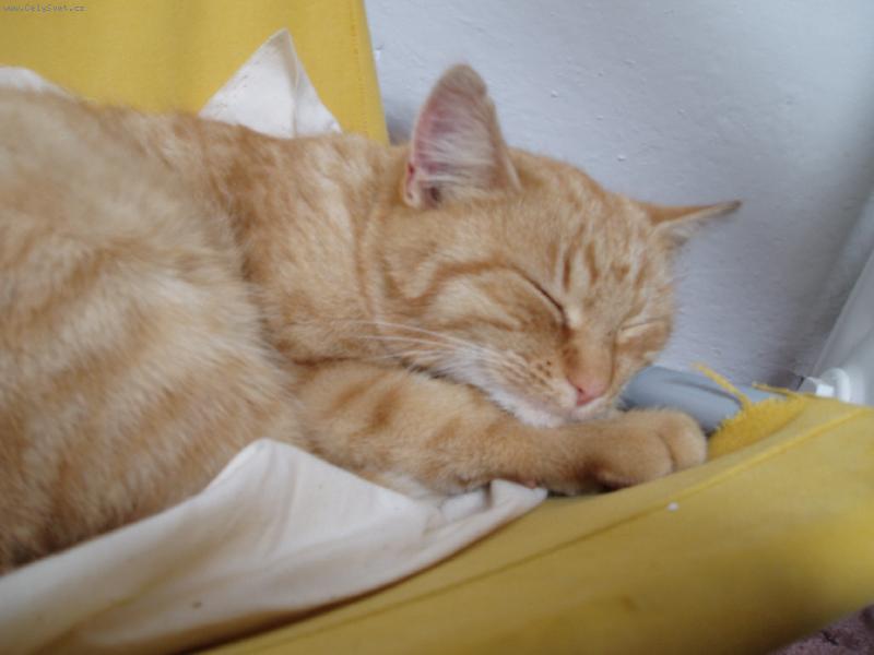 Foto: Yomiko-Yomiko usebe v křesílku