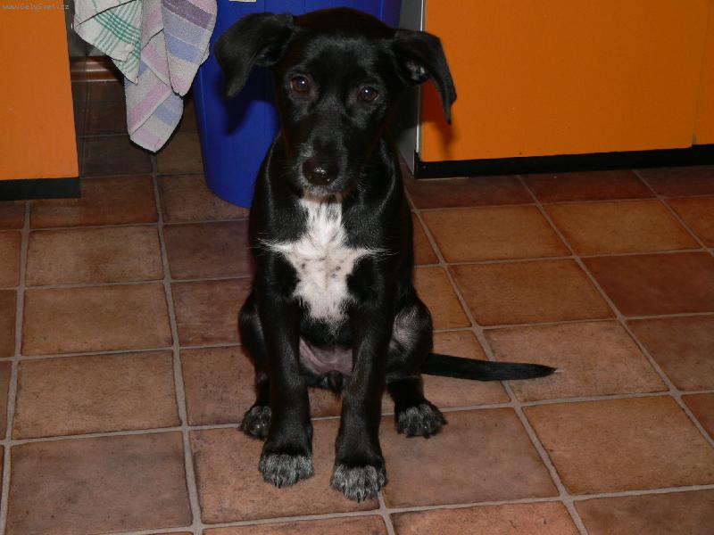 Foto: Ice tea-Moje 3.měsíční kříženka labradora s ohařem Ice tea =)