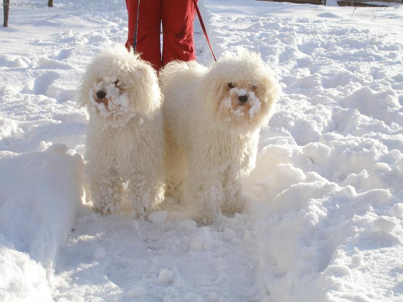 Foto: Naše fenky na sněhu-To není fér, ten snížek je víc bílý než my!