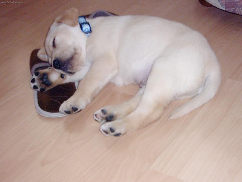 Foto: Sladký spánek-pantofle místo polštářku,no a?