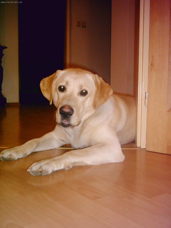 Foto: ležím-a po procházce jsem rád, že ležím