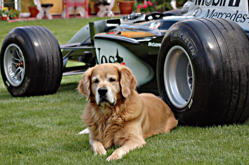 Foto: Baddy hlídá showcar F1-Při reklamní akci jsem vyfotil našeho hlídače.