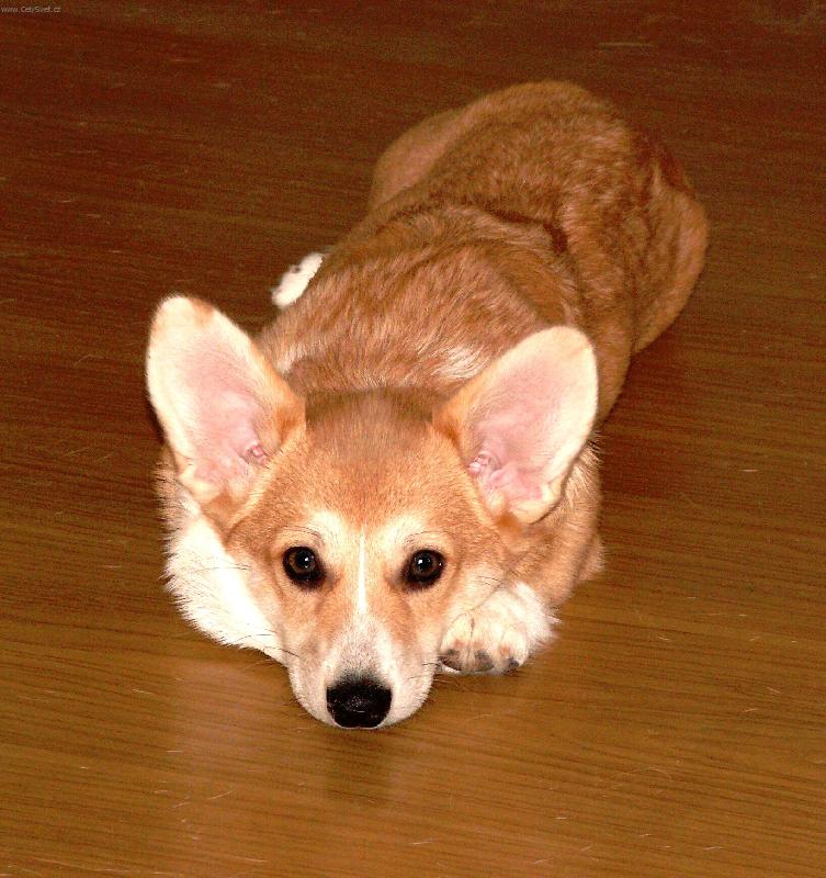 Foto: malá liška-Dragon Joy   www.17th-meridian.cz