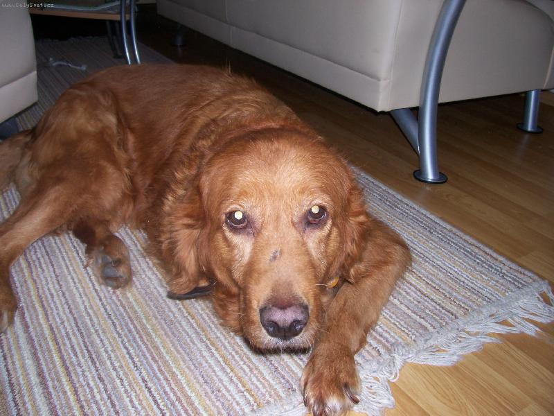 Foto: Naše Mollynka