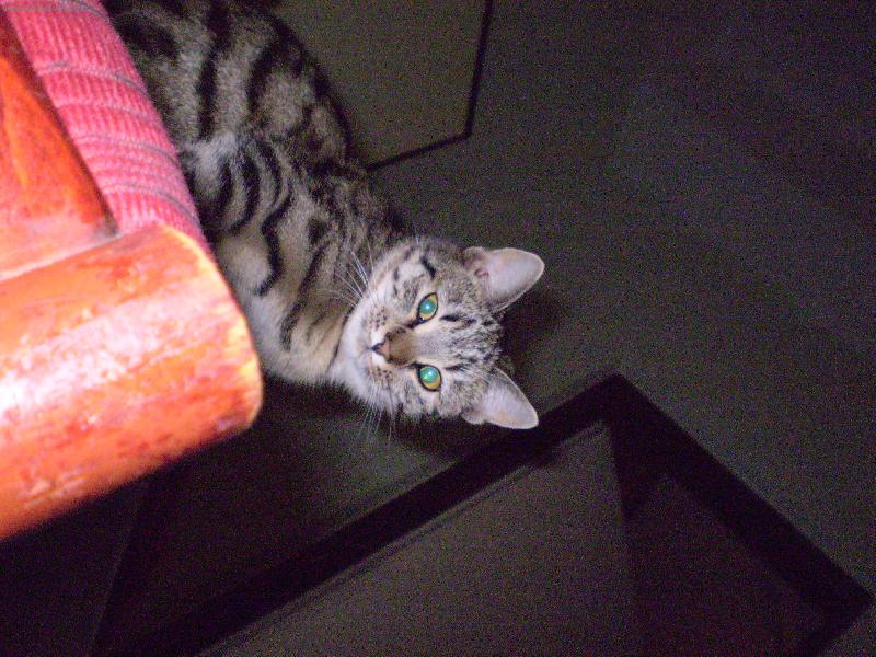 Foto: Kočičí únava-Jak zivají kočky :-)