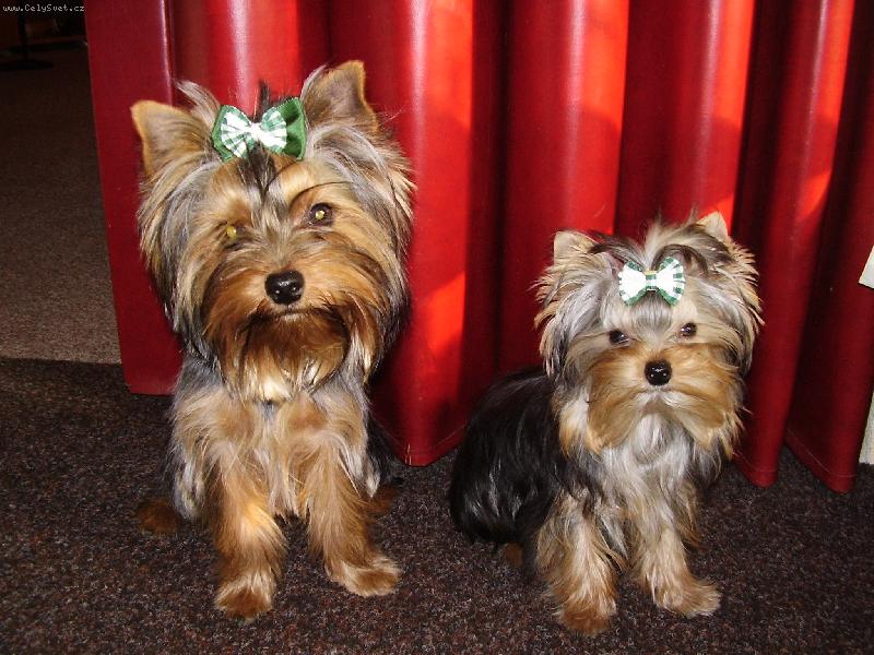 Foto: Jolly a Lenny-kámoši