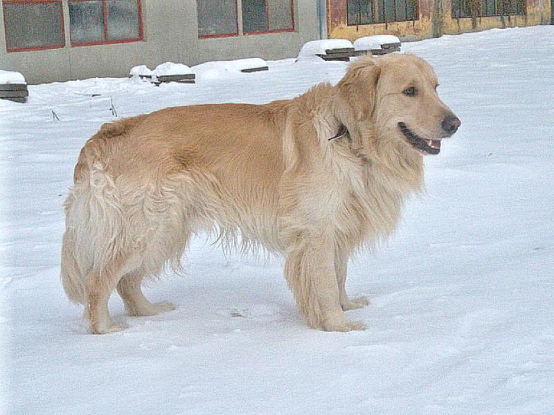 Foto: Arki-postoj na sněhu