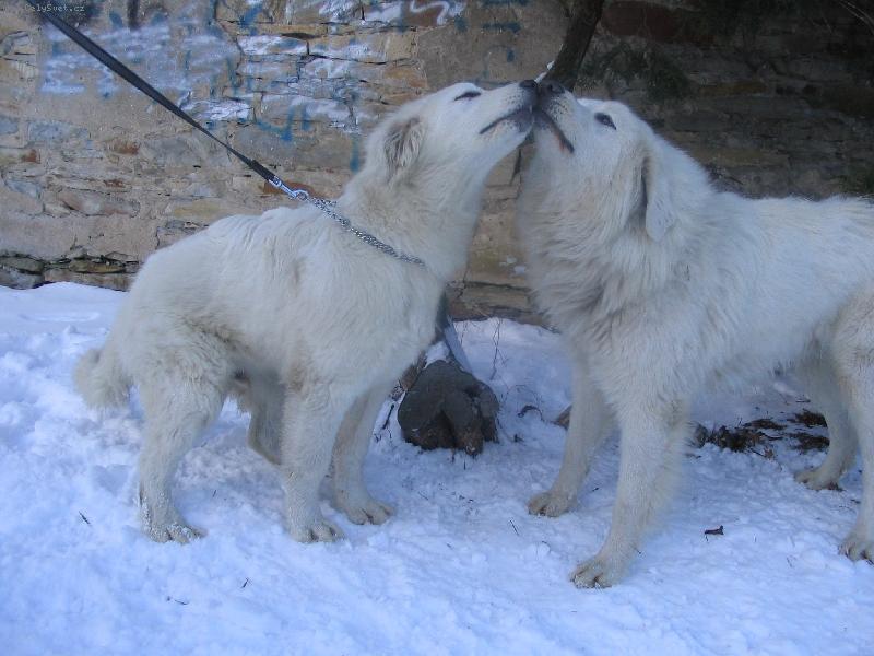 Foto: to se máme,ale rádi-Cyril z Borovýho Hrádku a Engel z Oppida Lughtwine