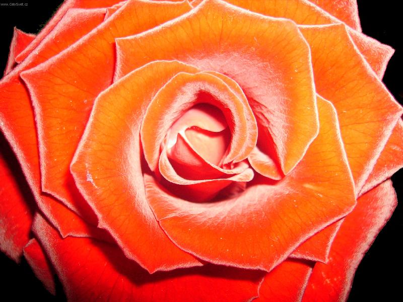 Foto: Červené jsou nejhezčí-červená růže