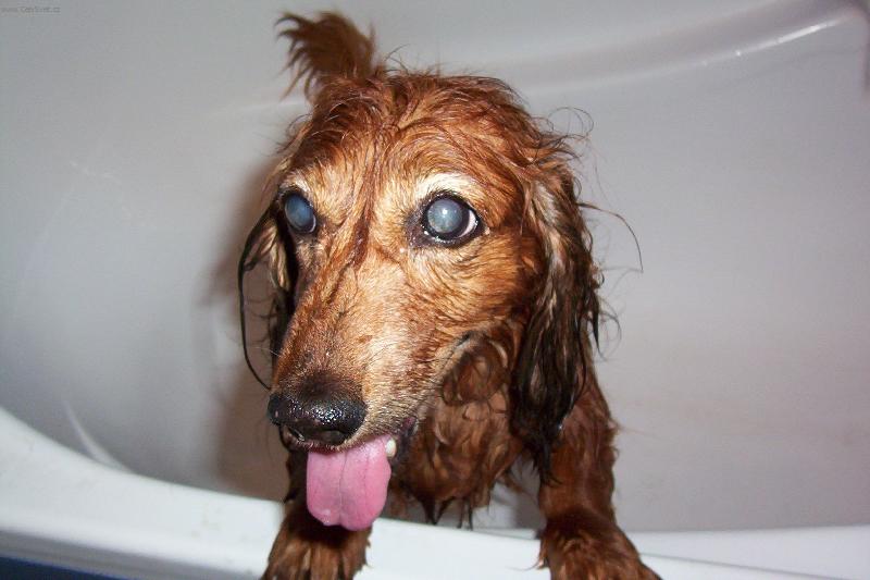 Foto: apinka po koupeli