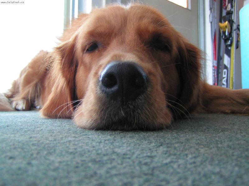 Foto: Sárinka-Odpolední veget