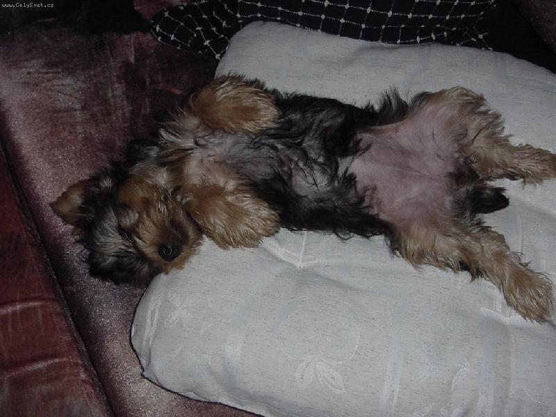 Foto: ááách,to je pohoda-dvou měsíční LUCINKA