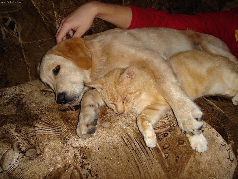 Foto: můj kamarád Piškot-odpolední odpočinek s kocourem na gauči