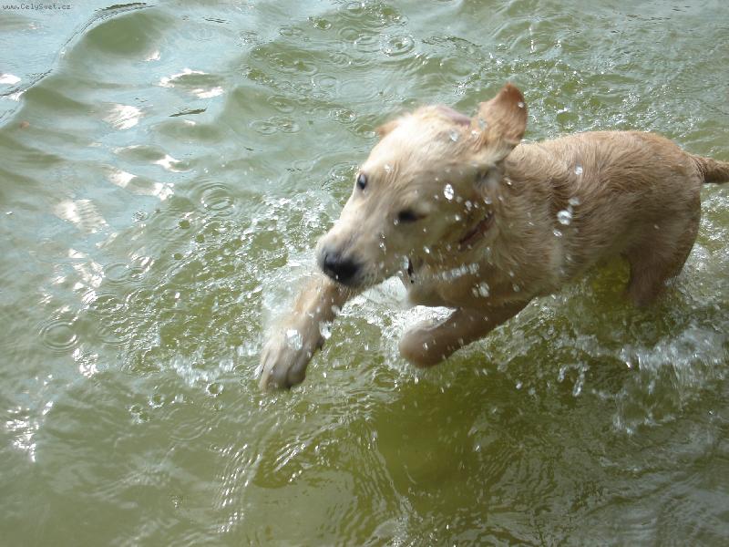 Foto: Miluju dovádění ve vodě!