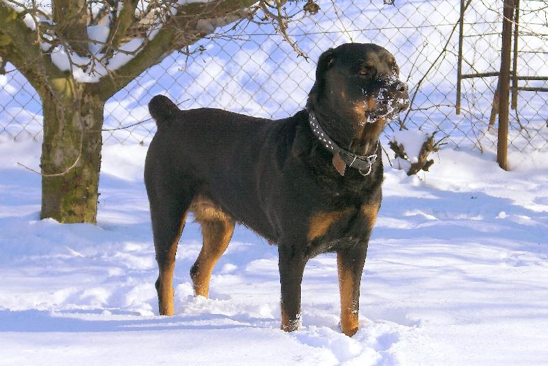 Foto: Rotvajlerka Queen (slyší i na jméno Fredy)