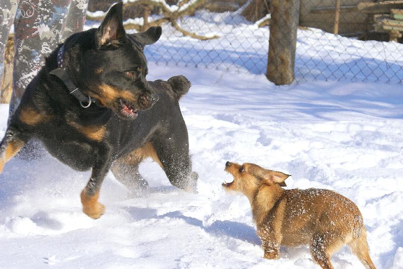 Foto: Psí hádka