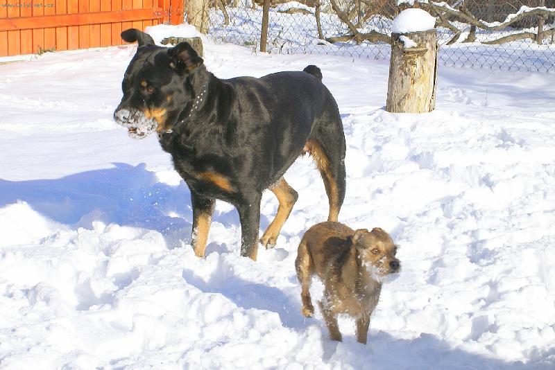 Foto: Kdo má větší sněhový vous, vyhrává.