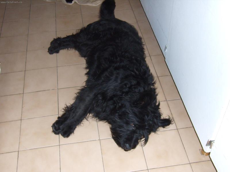 Foto: Unavený Azorek