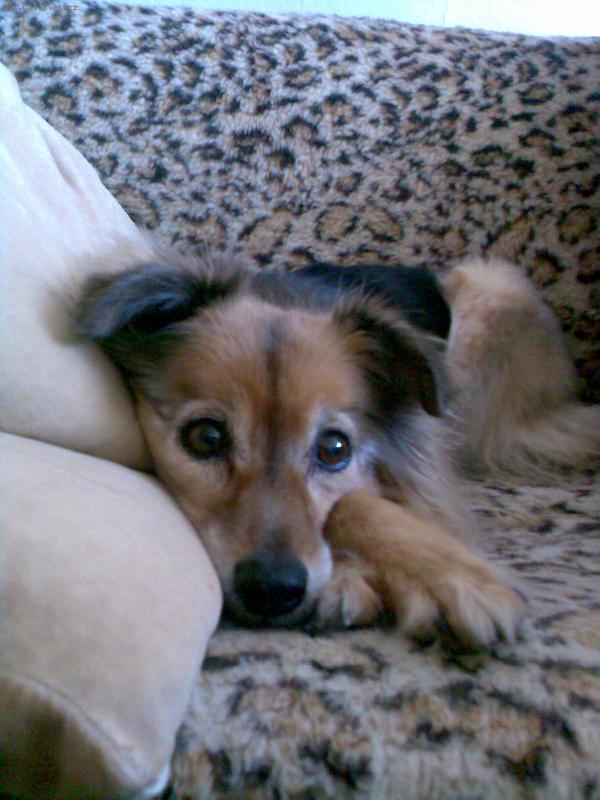 Foto: Borinečka-u souisedky se vždicky dobře odpočívá