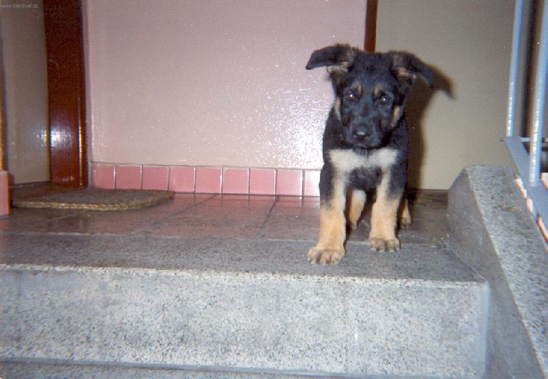 Foto: Dino-Snesete mě, prosím:o(