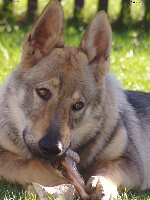 Foto: Baron z Hvozdecké kotliny