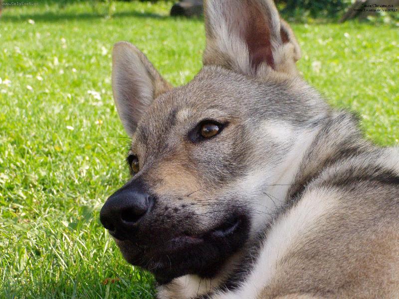 Foto: Baron z Hvozdecké kotliny