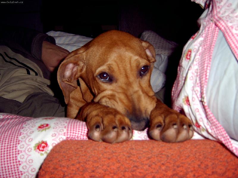 Foto: Badík čerstvě po probuzení :o)