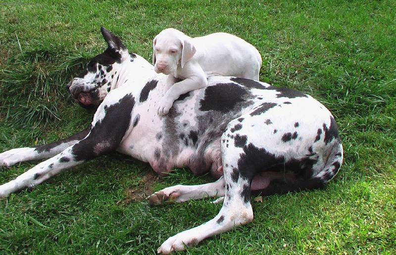 Foto: Německá doga-...uf,uf....