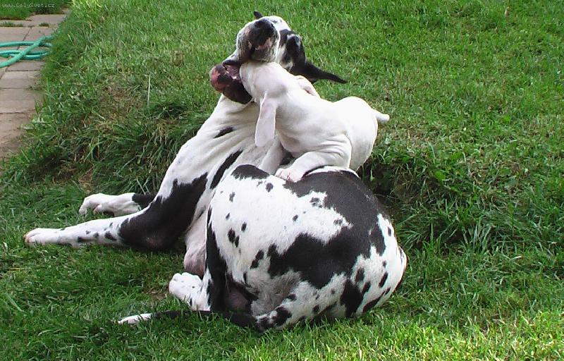 Foto: Německá doga-zase mi nic nezbylo ?!