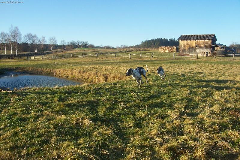 Foto: Psí závody-Gladis a Anubis