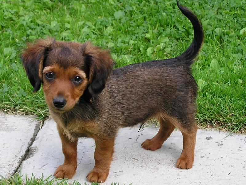 Foto: ..táta s mámou jezevčíci a co budu já?-7 týdnů