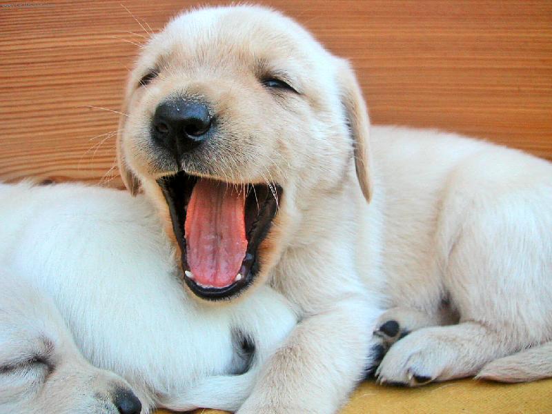 Foto: Unavené čumáčky-..prosim nerušit!