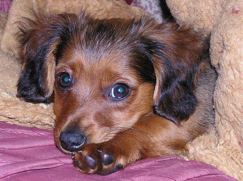 Foto: ..v pelíšku je krásně...